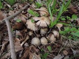 Coprinopsis variegata image