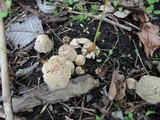 Coprinopsis variegata image