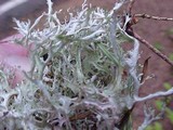 Platismatia stenophylla image
