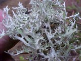 Platismatia stenophylla image