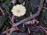 Lichenomphalia umbellifera image