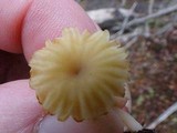 Lichenomphalia umbellifera image
