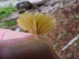 Lichenomphalia umbellifera image
