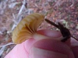 Lichenomphalia umbellifera image