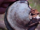 Fomitopsis mounceae image