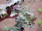 Platismatia glauca image