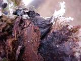 Platismatia glauca image