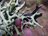 Hypogymnia imshaugii image