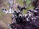 Hypogymnia physodes image