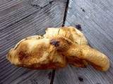 Fomitopsis officinalis image