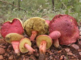 Heimioporus fruticicola image