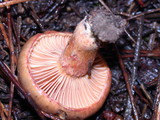 Chroogomphus ochraceus image