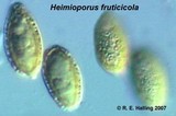 Heimioporus fruticicola image