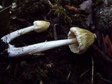 Inocybe sororia image
