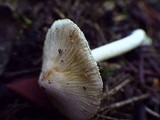 Inocybe sororia image