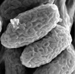 Heimioporus fruticicola image