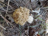 Morchella ulmaria image