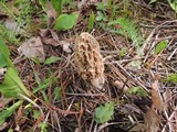 Morchella ulmaria image
