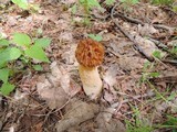 Morchella punctipes image