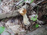Morchella punctipes image