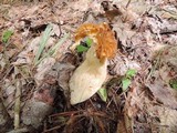 Morchella punctipes image