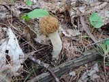 Morchella punctipes image