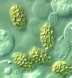 Heimioporus ivoryi image