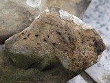 Opegrapha mougeotii image