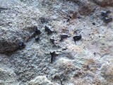 Opegrapha mougeotii image