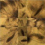 Opegrapha mougeotii image