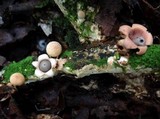 Geastrum schweinitzii image