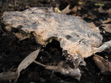 Fuligo septica image