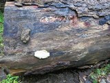Reticularia lycoperdon image