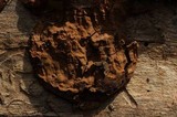 Reticularia lycoperdon image