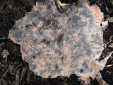 Fuligo septica image