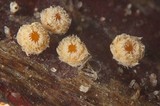Capitotricha bicolor image
