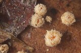 Capitotricha bicolor image