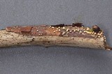 Capitotricha bicolor image