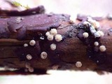 Capitotricha bicolor image