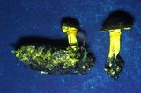 Cortinarius clandestinus image