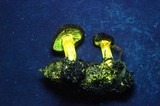 Cortinarius clandestinus image