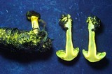 Cortinarius clandestinus image