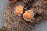 Peniophora aurantiaca image