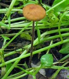 Rhizomarasmius pyrrhocephalus image