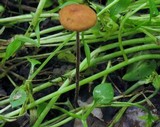 Rhizomarasmius pyrrhocephalus image