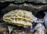 Morchella diminutiva image