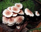 Ripartitella brasiliensis image