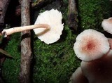 Ripartitella brasiliensis image