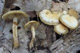 Kuehneromyces marginellus image