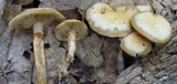 Kuehneromyces marginellus image